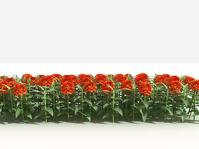 Blooming Red Flowers with Green Stems and Leaves in a Neatly Arranged Garden Flower Bed 3d model