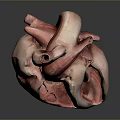 3D Heart Anatomical Model Medical Device For Educational Training And Structure 3d model