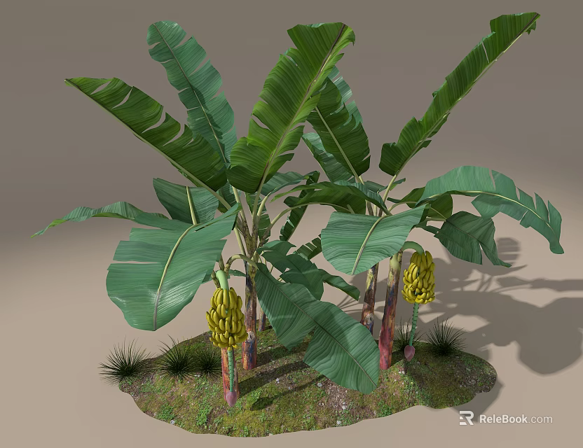 Tree Planter with Banana Trees Large Green Leaves and Bunches of Bananas 3d model 