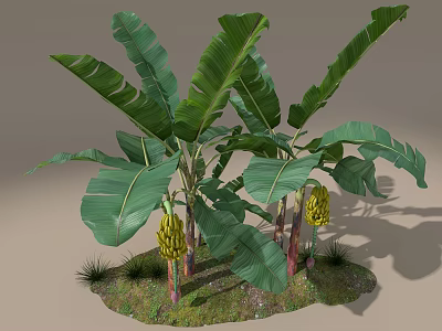 Tree Planter with Banana Trees Large Green Leaves and Bunches of Bananas 3d model