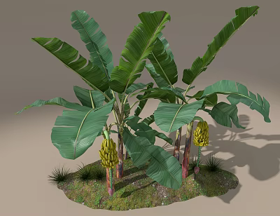 Tree Planter with Banana Trees Large Green Leaves and Bunches of Bananas 3d model