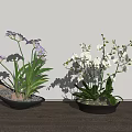 Bonsai Potted Plants with Purple and White Flowers in Black Ceramic Pots and Small Stones