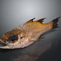 Fresh Fish with Big Eyes Open Mouth Golden Brown Scales Fins Tail on Dark Background