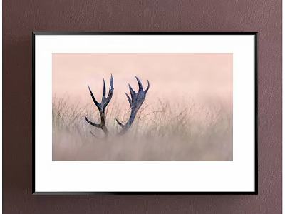 Elegant Framed Botanical Painting With Antlers And Grass In Soft Background 3d model