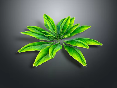 Lush Green Plant Leaves With Vibrant Foliage Isolated On Dark Background 3d model