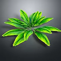 Lush Green Plant Leaves With Vibrant Foliage Isolated On Dark Background