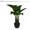Bonsai Potted Plant With Large Green Leaves And Green Stems In Gray Pot