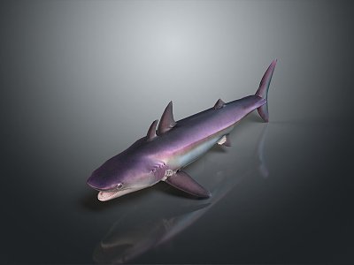 shark great white shark whale shark hammerhead shark tiger head shark man-eating shark blue shark 3d model