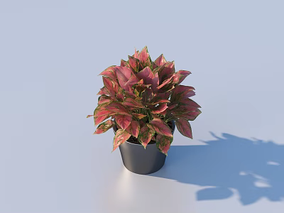 Potted Bonsai Plant Featuring Pink Green Leaves in Black Pot on Light Background with Shadow 3d model