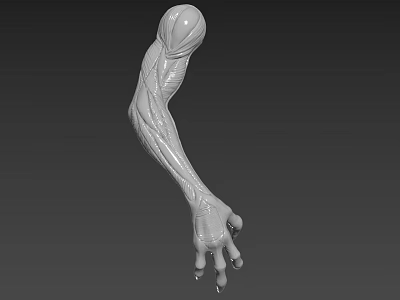 Creature Character Arm 3D Model With Detailed Muscle Structure And Joints 3d model
