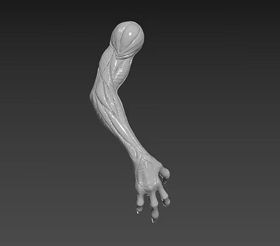 Creature Character Arm 3D Model With Detailed Muscle Structure And Joints 3d model
