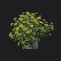 Indoor Decorative Bonsai Potted Plant With Lush Yellow Flowers In White Pot