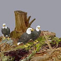 Modern Eagle Flying Animals Eagle Bald Eagle Combination Eagle Nest Animals Also Eagle Bald Eagle 3d model
