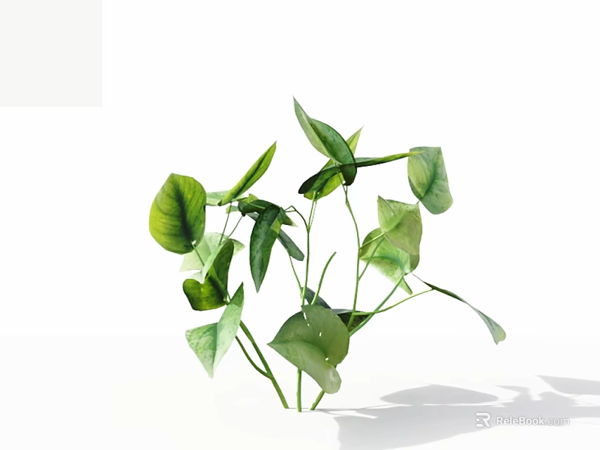Fresh Green Plant with Large Lush Leaves and Multiple Branches on White Background 3d model 