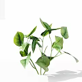 Fresh Green Plant with Large Lush Leaves and Multiple Branches on White Background