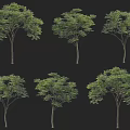 Different Forms Of Arbor Trees With Lush Green Foliage And Straight Trunks