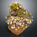 Beautiful Bonsai Plant With Pink Flowers And Green Leaves In Terracotta Pot