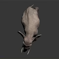 Realistic Gray Elephant With Large Ears Long Trunk And Tusks On Dark Reflective Surface