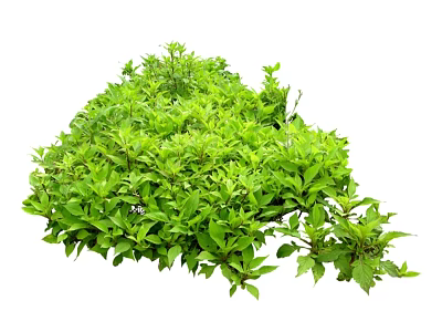 Lush Green Shrubs With Dense Foliage For Natural Garden Landscaping 3d model