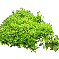 Lush Green Shrubs With Dense Foliage For Natural Garden Landscaping
