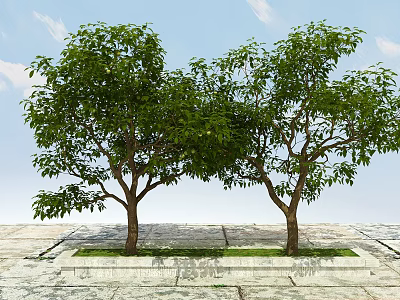 Two Arbor Trees With Green Leaves In Grass Bed On Stone Pavement 3d model