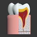 Human Tooth Cross Section Anatomy Showing Enamel Dentin Pulp And Gum