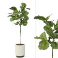 Lush Bonsai Plant With Large Green Leaves In White Ceramic Pot
