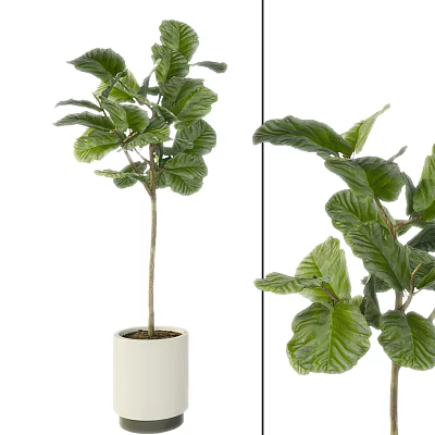 Lush Bonsai Plant With Large Green Leaves In White Ceramic Pot 3d model