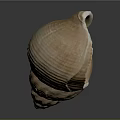 Brown Spiral Conch Shell With Textured Surface On Dark Background Reflection