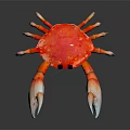 Red Crab With White Claws And Blue Eyes On Reflective Surface