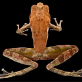 Brown And Yellow Spotted Frog With Large Eyes And Webbed Feet Resting