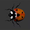 Shiny Red Ladybug With Black Spots Black Body And Legs On Dark Background With Reflection