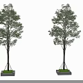 Two Healthy Arbor Trees With Green Leaves Planted In Planter Base