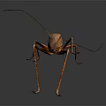 Brown Insect With Long Antennae Slender Legs Glossy Exoskeleton On Gray Gradient Background 3d model