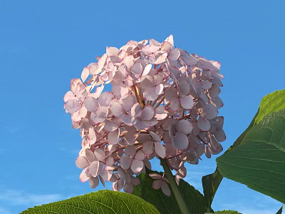 Vibrant Pink Hydrangea Bloom Against Clear Blue Sky With Green Leaves 3d model