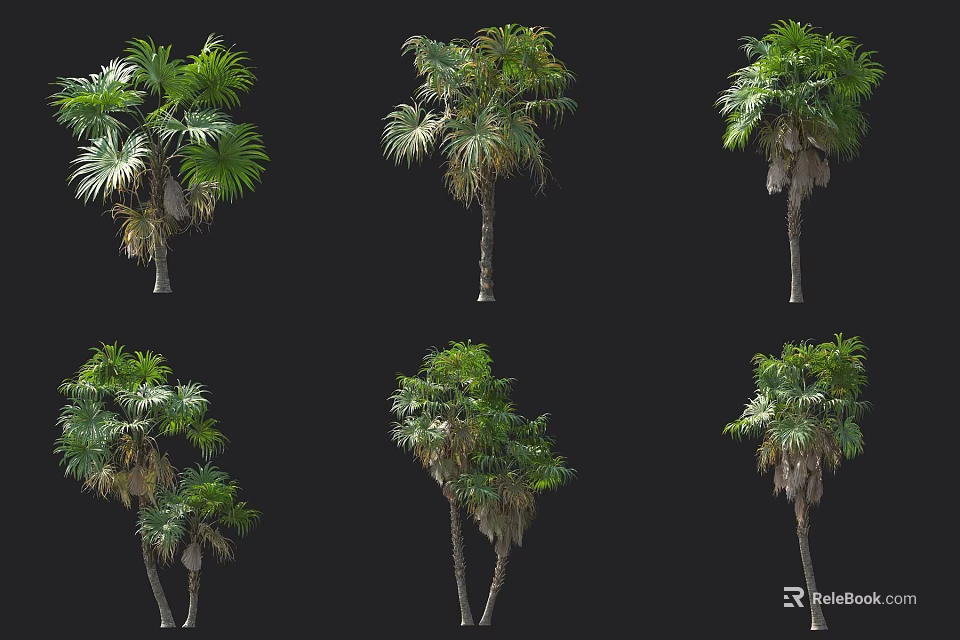 Various Palm Trees With Lush Foliage And Different Trunk Shapes For Landscaping 3d model 