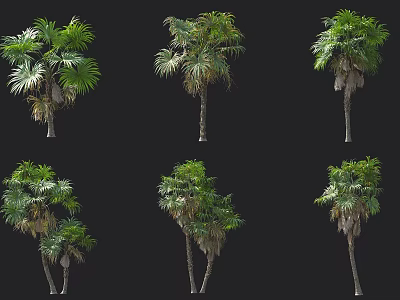 Various Palm Trees With Lush Foliage And Different Trunk Shapes For Landscaping 3d model