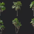 Various Palm Trees With Lush Foliage And Different Trunk Shapes For Landscaping