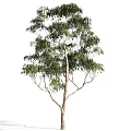 Arbor Trees With Lush Green Foliage And Slender Trunks In Detail View
