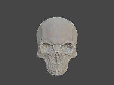 White Human Skull With Detailed Anatomical Structure Isolated On Gray 3d model