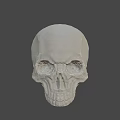 White Human Skull With Detailed Anatomical Structure Isolated On Gray