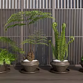 Various Potted Green Ferns In Ceramic Pots On Wooden Background Decorative