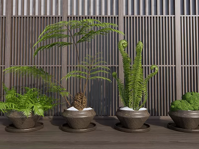 Various Potted Green Ferns In Ceramic Pots On Wooden Background Decorative 3d model