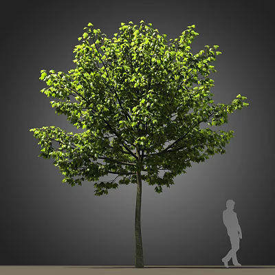 Tall Arbor With Lush Green Foliage And Human Silhouette For Size Reference 3d model
