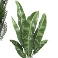 Various Types Of Green Leafy Potted Plants In Decorative Silver And Textured Pots