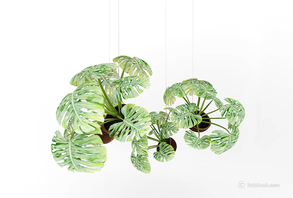 Green Hanging Monstera Leaves as Decorative Indoor Tropical Foliage Plants 3d model 