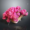 Vibrant Pink Cauliflower Fresh Raw Nutritious Healthy Vegetable Food Close Up