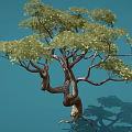 Graceful Tree With Twisted Trunk And Lush Green Leaves On Blue Background