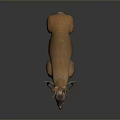 3D Rendered Realistic Brown Deer Model With Antlers Standing On Dark Background