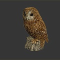 Modern owl grimaces owl long-eared owl 3d model